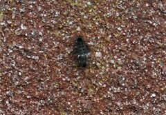 Chilocorus bipustulatus