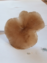 Pluteus cervinus