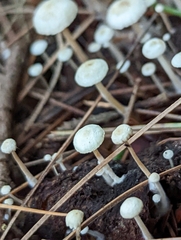 Collybia