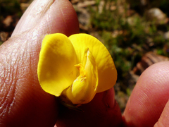 Aspalathus verbasciformis