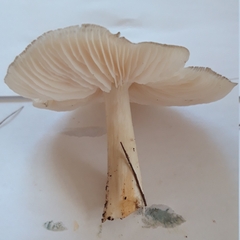 Pluteus cervinus