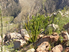 Aspalathus verbasciformis