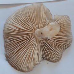 Pluteus cervinus