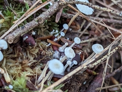 Collybia