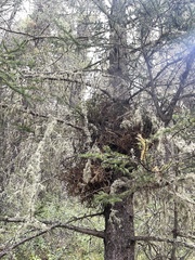 Chrysomyxa arctostaphyli