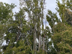 Populus