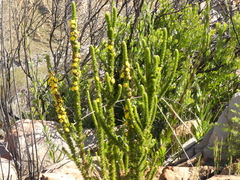 Aspalathus verbasciformis