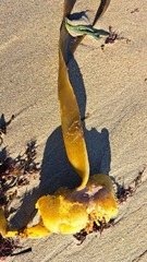 Saccorhiza polyschides