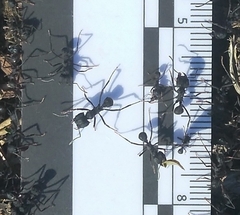 Acromyrmex