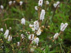 Bistorta macrophylla
