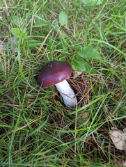 Russula caerulea
