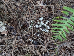 Collybia