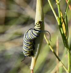 Danaus plexippus