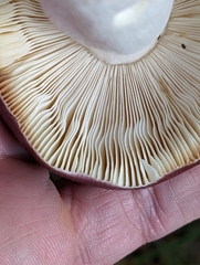 Russula caerulea