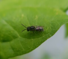 Hylaeus punctatus