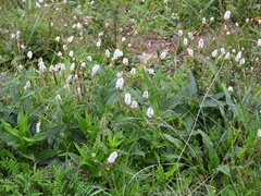 Bistorta macrophylla