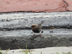 Trochalopteron elliotii