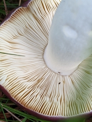 Russula caerulea