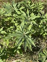 Rhopalomyia capitata