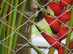 Phaethornis anthophilus