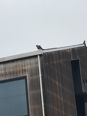 Buteo lineatus elegans