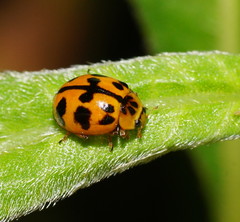 Harmonia octomaculata