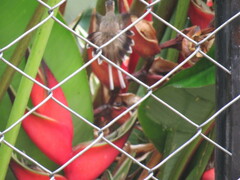 Phaethornis anthophilus