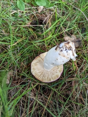 Russula caerulea