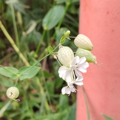 Silene vulgaris
