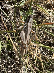 Melanoplus packardii