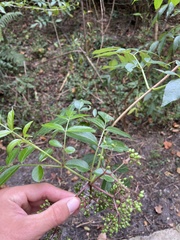 Sambucus canadensis