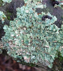 Punctelia jeckeri