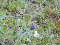 Saussurea hieracioides