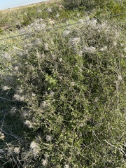 Clematis drummondii