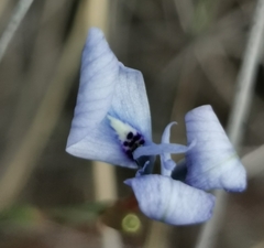 Moraea tripetala