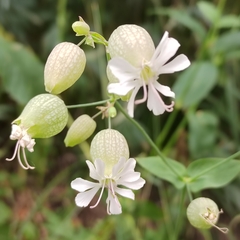 Silene vulgaris