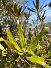 Myrsine salicina