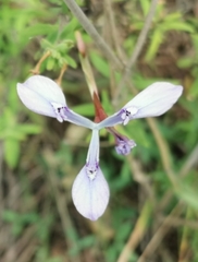Moraea tripetala