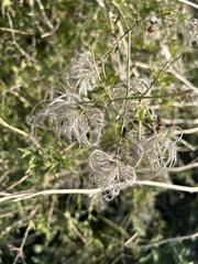 Clematis drummondii