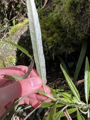 Melicytus lanceolatus