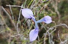 Moraea tripetala