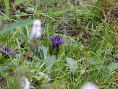 Saussurea hieracioides