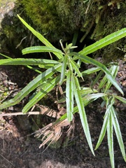 Melicytus lanceolatus