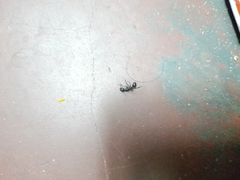 Camponotus compressus