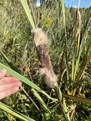 Typha latifolia