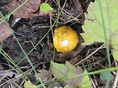 Amanita flavoconia
