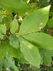 Carya ovata