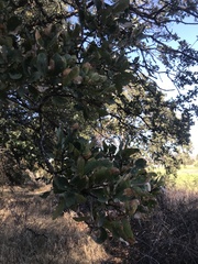 Quercus douglasii
