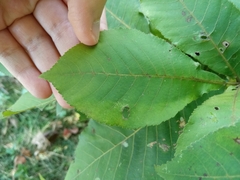 Carya ovata