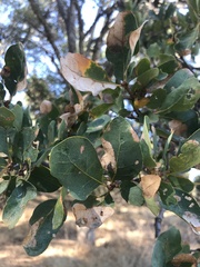 Quercus douglasii